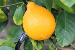 マイヤーレモン①